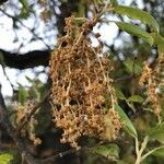 Quercus suber flower picture by Recreo Fernando (cc-by-sa)