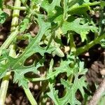 Blumenbachia insignis leaf picture by Trap Hers (cc-by-sa)