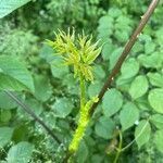 Aralia spinosa leaf picture by Richard Wilkens (cc-by-sa)
