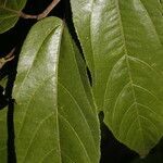 Guazuma invira leaf picture by Nelson Zamora Villalobos (cc-by-nc)