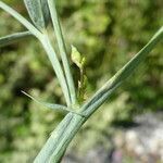 Lathyrus cirrhosus leaf picture by Llandrich anna (cc-by-sa)