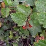 Rubus tricolor fruit picture by Alana (cc-by-sa)
