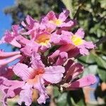 Handroanthus impetiginosus flower picture by Busón Carlos (cc-by-sa)