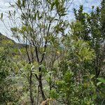 Alstonia lenormandii habit picture by nicoplant (cc-by-sa)