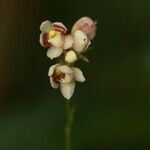 Cheiradenia cuspidata flower picture by R. Tournebize (cc-by-sa)