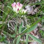 Anthyllis vulneraria habit picture by hely (cc-by-sa)