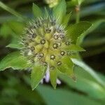 Knautia arvernensis fruit picture by Françoise Peyrissat (cc-by-sa)