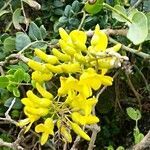 Sophora tomentosa flower picture by Flor Alex (cc-by-sa)