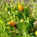 Calendula arvensis flower picture by Plantae Lucorum (cc-by-sa)