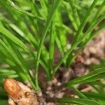 Pinus radiata leaf picture by Dieter Albrecht (cc-by-sa)