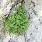 Valeriana apula habit picture by Llandrich anna (cc-by-sa)