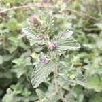 Nepeta cataria flower picture by ullrich robert (cc-by-sa)