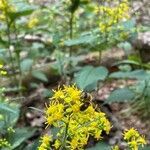 Solidago flexicaulis flower picture by Ed Lehming (cc-by-sa)