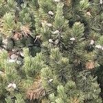 Pinus mugo habit picture by KP Laer (cc-by-sa)