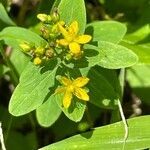 Hypericum punctatum flower picture by Lisa Johnson (cc-by-sa)