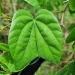 Bauhinia divaricata leaf picture by Gisela Salvatierra Soñanes (cc-by-sa)