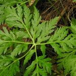 Geranium palmatum leaf picture by Steve Orridge (cc-by-sa)