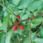 Lindera benzoin fruit picture by Shawn Hartley (cc-by-sa)