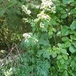 Thalictrum dasycarpum habit picture by PT (cc-by-sa)