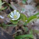 Jeffersonia diphylla flower picture by Nicole Clark (cc-by-sa)