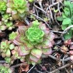 Aeonium haworthii leaf picture by Maxime Verrando (cc-by-sa)