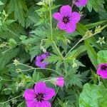 Geranium psilostemon leaf picture by David Hocken (cc-by-sa)
