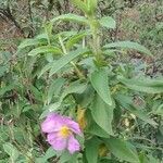 Cistus symphytifolius flower picture by pacheco albania (cc-by-sa)