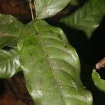 Eschweilera biflava leaf picture by Nelson Zamora Villalobos (cc-by-nc)