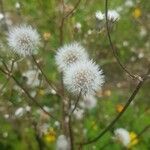Crepis setosa fruit picture by Andrea Capuano (cc-by-sa)