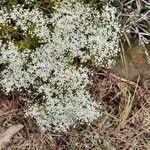 Sedum album flower picture by Panthère Rose (cc-by-sa)