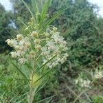Gomphocarpus fruticosus flower picture by Mehi (cc-by-sa)