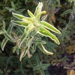 Salvia fruticosa leaf picture by christine Lesca Maillard (cc-by-sa)