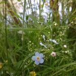 Myosotis scorpioides flower picture by William Horsburgh (cc-by-sa)