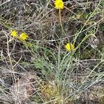 Thelesperma megapotamicum habit picture by Trap Hers (cc-by-sa)