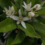 Citrus x aurantium flower picture by Serena G (cc-by-sa)