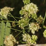 Enterolobium cyclocarpum habit picture by Nelson Zamora Villalobos (cc-by-nc)