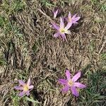 Colchicum montanum habit picture by Sarami (cc-by-sa)