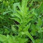 Papaver orientale leaf picture by remiiijenn (cc-by-sa)