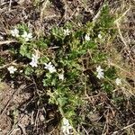 Erodium lebelii habit picture by bennop (cc-by-sa)