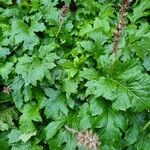 Acanthus spinosus habit picture by Caw Vus (cc-by-sa)