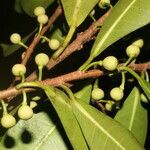 Ficus americana fruit picture by Nelson Zamora Villalobos (cc-by-nc)