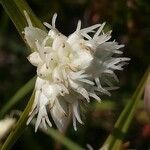 Carex baldensis flower picture by Aurelio Cabri Aurelio Cabri (cc-by-sa)