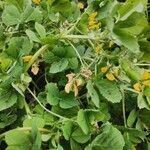 Medicago arabica habit picture by Gui ferl (cc-by-sa)