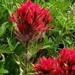 Castilleja parviflora flower picture by Ethan Greer (cc-by-sa)