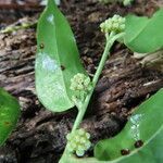 Smilax domingensis flower picture by SINAC Pérez Greivin (cc-by-sa)