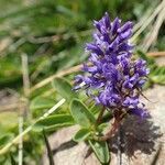 Veronica allionii habit picture by Yoan MARTIN (cc-by-sa)