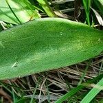 Swertia perennis leaf picture by Amandine Deligey (cc-by-sa)