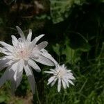 Crepis rubra flower picture by Renaud Brochiero (cc-by-sa)