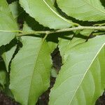 Xylosma horrida leaf picture by Nelson Zamora Villalobos (cc-by-nc)