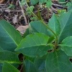 Boerhavia diffusa habit picture by Shehadi Ramiz (cc-by-sa)